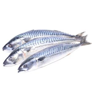 MACKEREL FISH