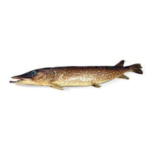 PIKE