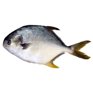 POMPANO