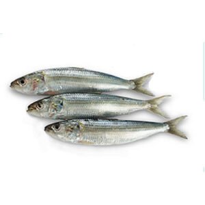 SARDINES