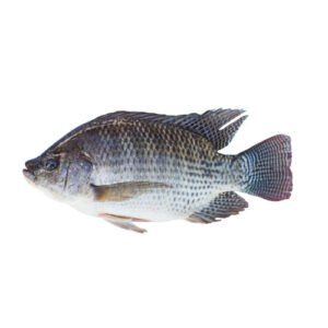 TILAPIA