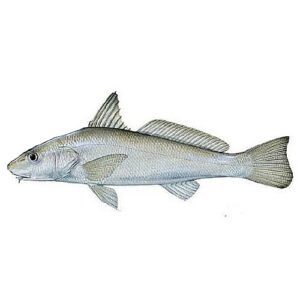 WHITING